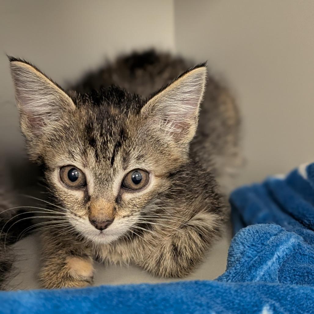 Enlarge Shakra, a Adoptable Domestic Short Hair in Buchanan Dam, TX image 1/1
