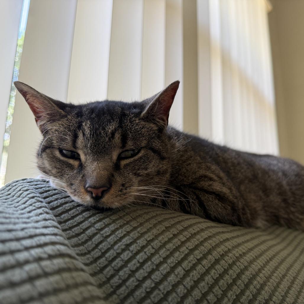 Enlarge Stevie, a Adoptable Domestic Short Hair in Gainesville, FL image 1/6