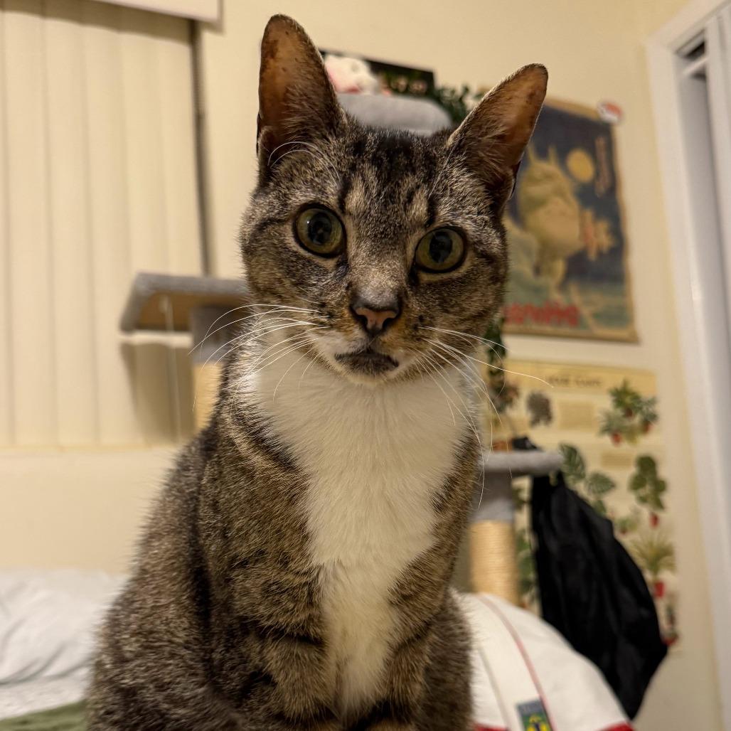 Enlarge Stevie, a Adoptable Domestic Short Hair in Gainesville, FL image 2/6