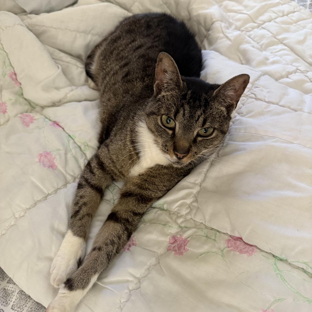 Enlarge Stevie, a Adoptable Domestic Short Hair in Gainesville, FL image 3/6