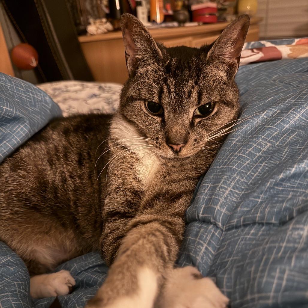 Enlarge Stevie, a Adoptable Domestic Short Hair in Gainesville, FL image 4/6