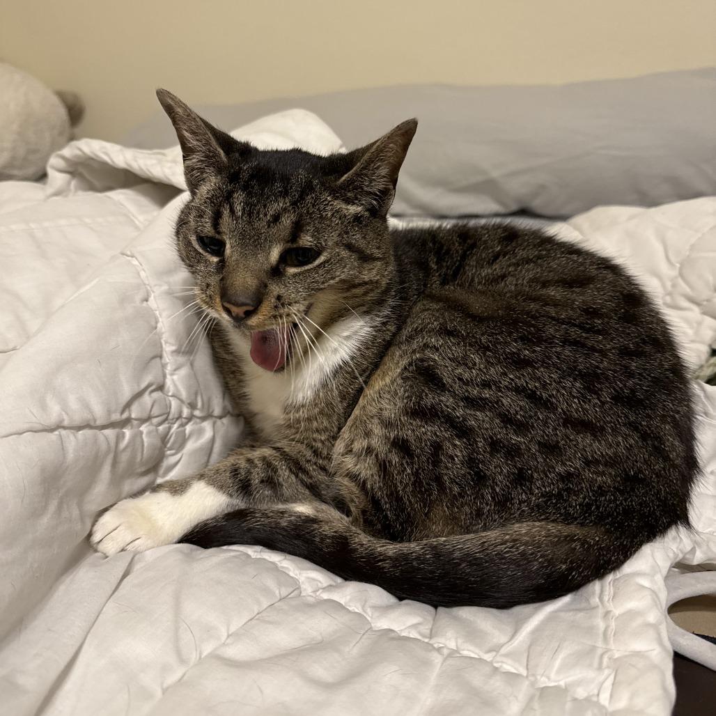 Enlarge Stevie, a Adoptable Domestic Short Hair in Gainesville, FL image 6/6