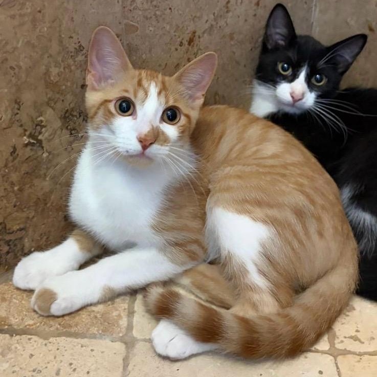 Enlarge  Ferragamo, a Adoptable mixed breed in Hopkinton, MA image 1/2