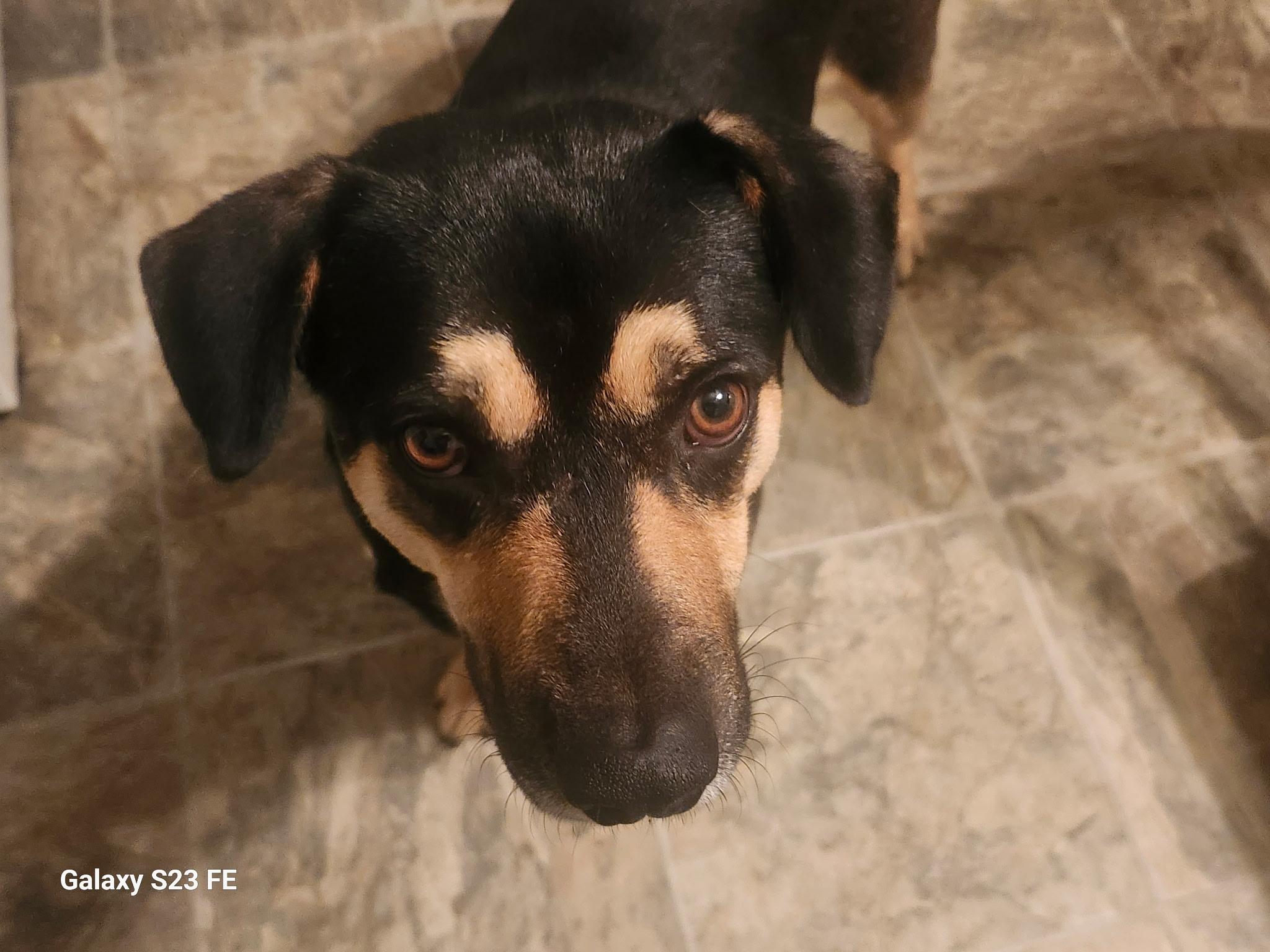 Enlarge Giblet, a ADOPTABLE mixed breed in Livermore, CA image 2/3