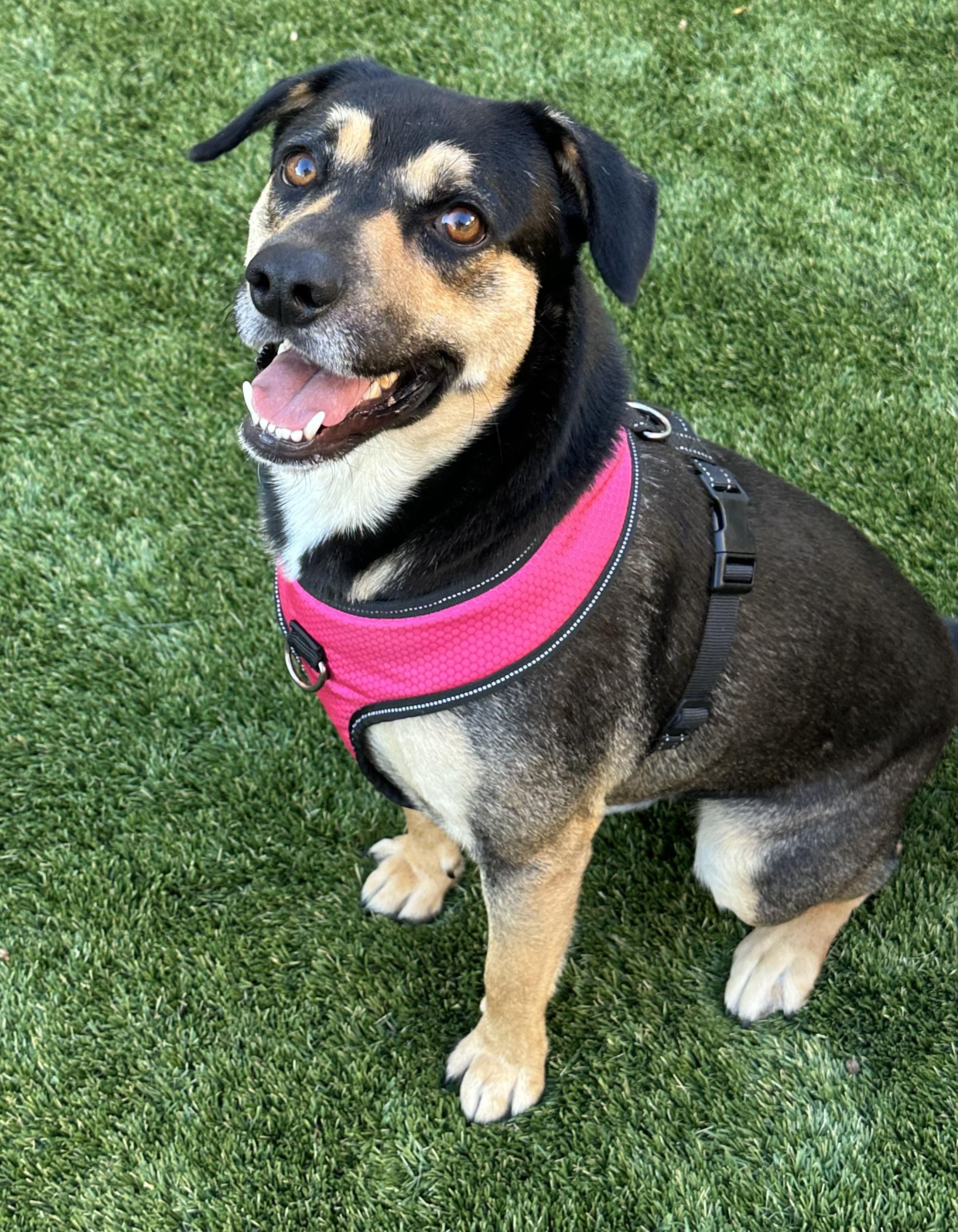 Enlarge Giblet, a ADOPTABLE mixed breed in Livermore, CA image 1/5