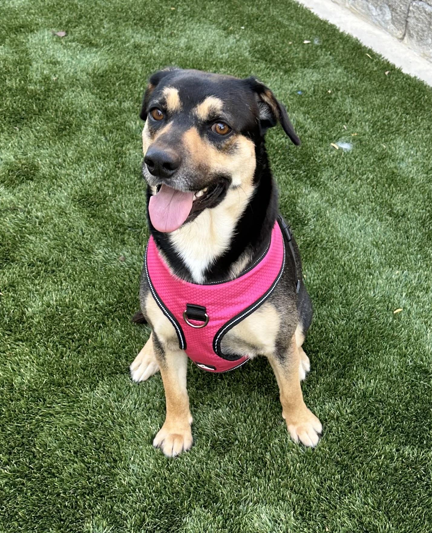 Enlarge Giblet, a ADOPTABLE mixed breed in Livermore, CA image 5/5