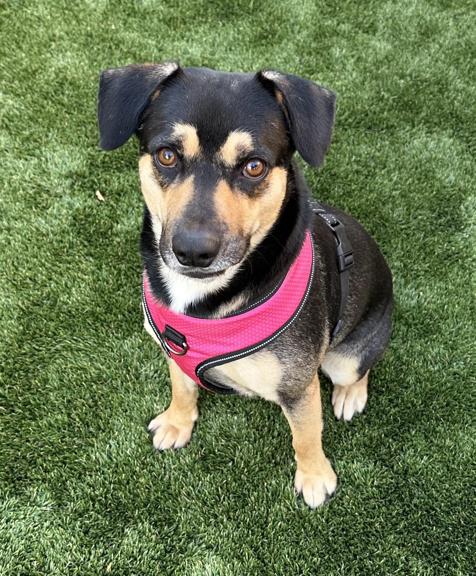 Gibbs , ADOPTABLE, Adult Male Beagle & Black Labrador Retriever.