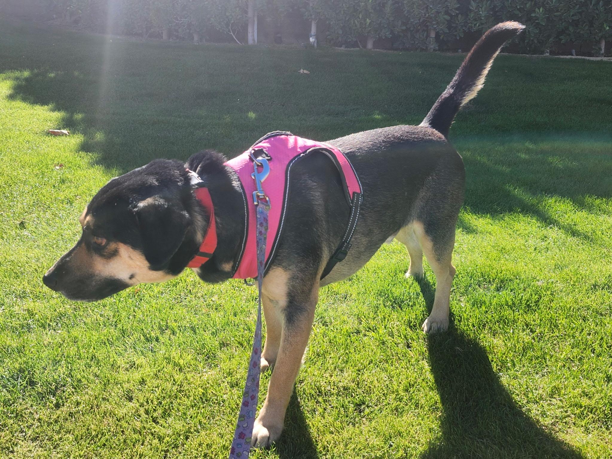 Enlarge Giblet, a ADOPTABLE mixed breed in Livermore, CA image 3/3