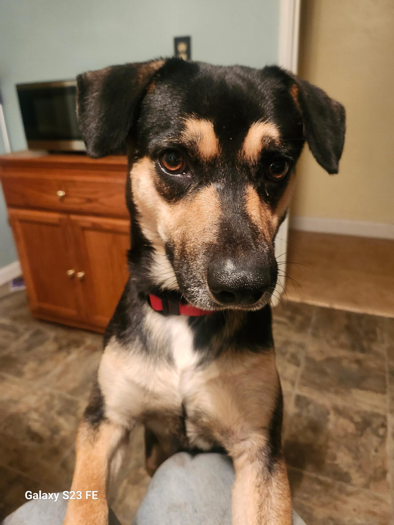 Enlarge Giblet, a ADOPTABLE mixed breed in Livermore, CA image 1/3