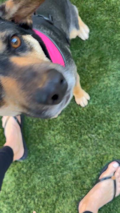 Enlarge Giblet, a ADOPTABLE mixed breed in Livermore, CA video 2/5