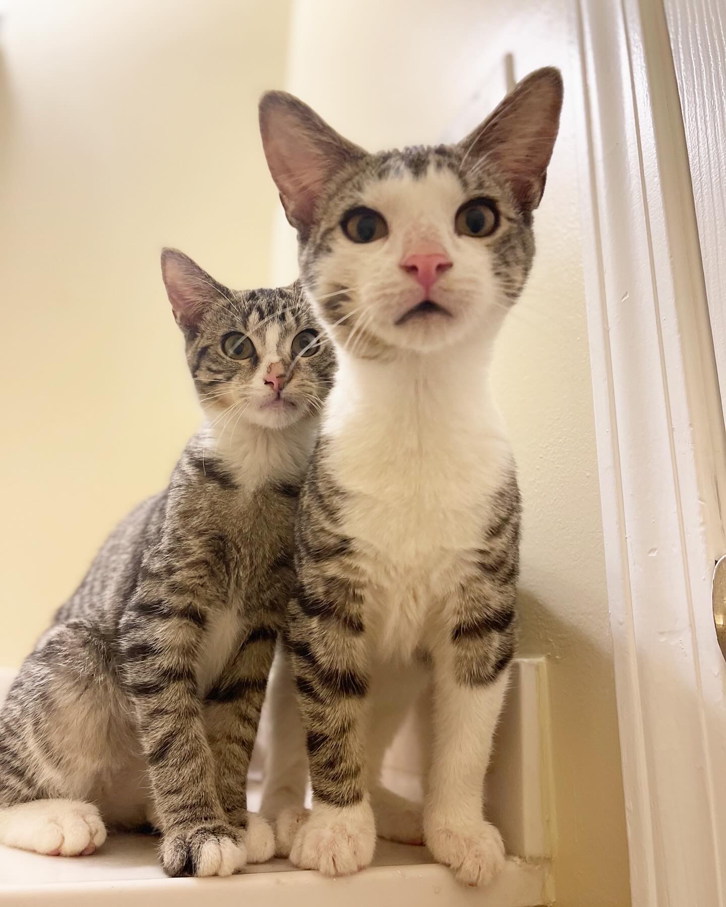 Sparrow, a Adoptable Domestic Short Hair in Bridgeton, NJ image 3/4