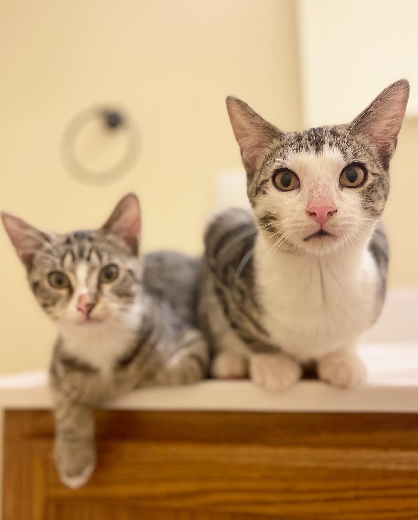 Sparrow, a Adoptable Domestic Short Hair in Bridgeton, NJ image 2/4