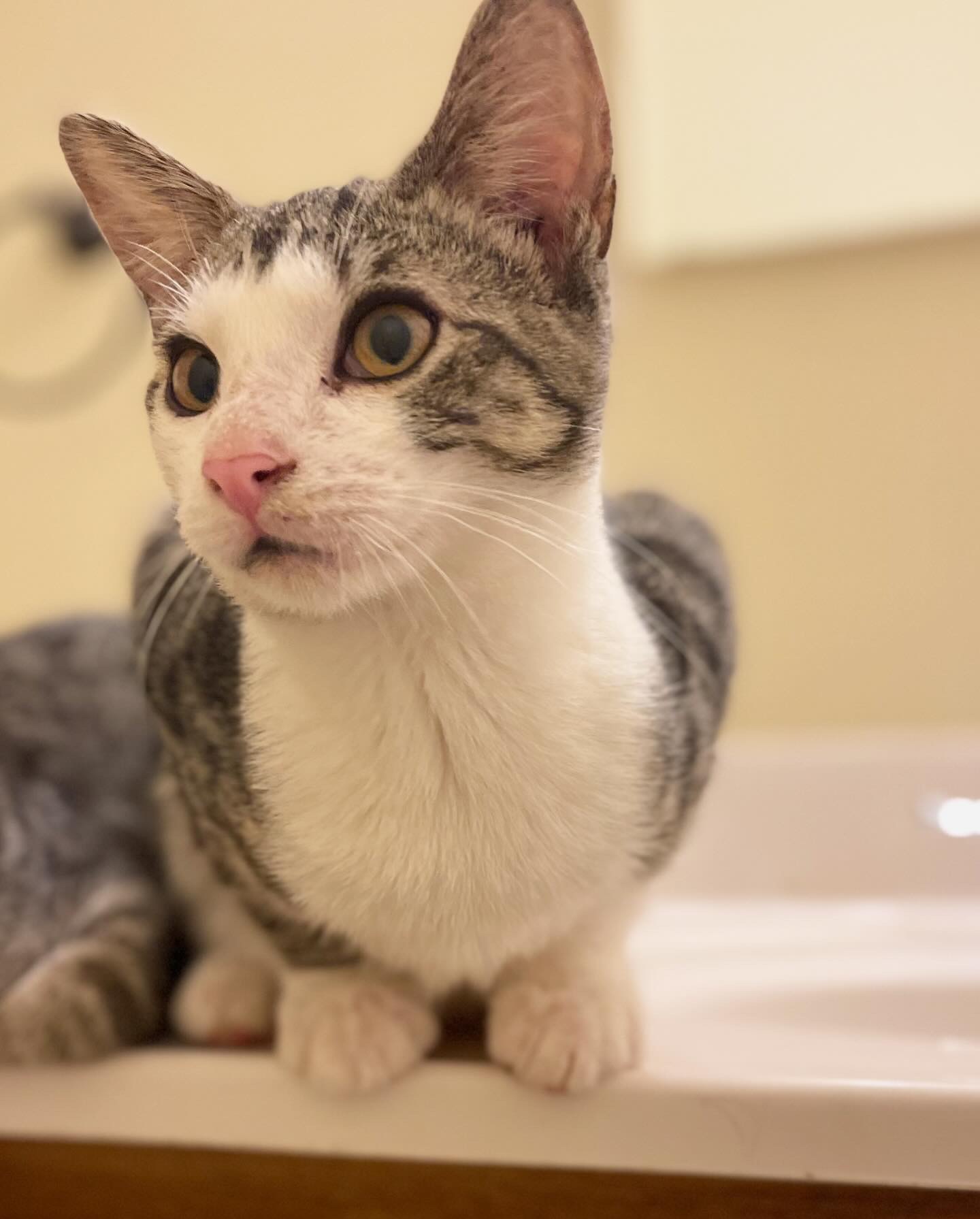 Sparrow, a Adoptable Domestic Short Hair in Bridgeton, NJ image 4/4