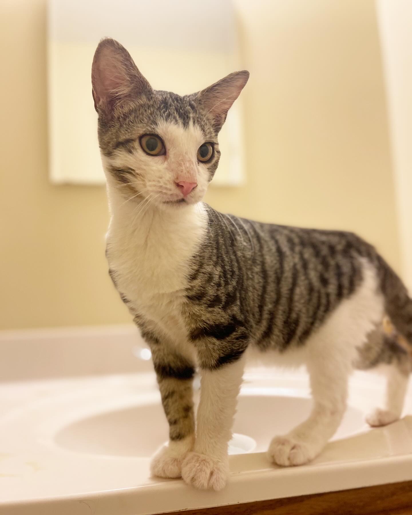 Sparrow, a Adoptable Domestic Short Hair in Bridgeton, NJ image 1/4