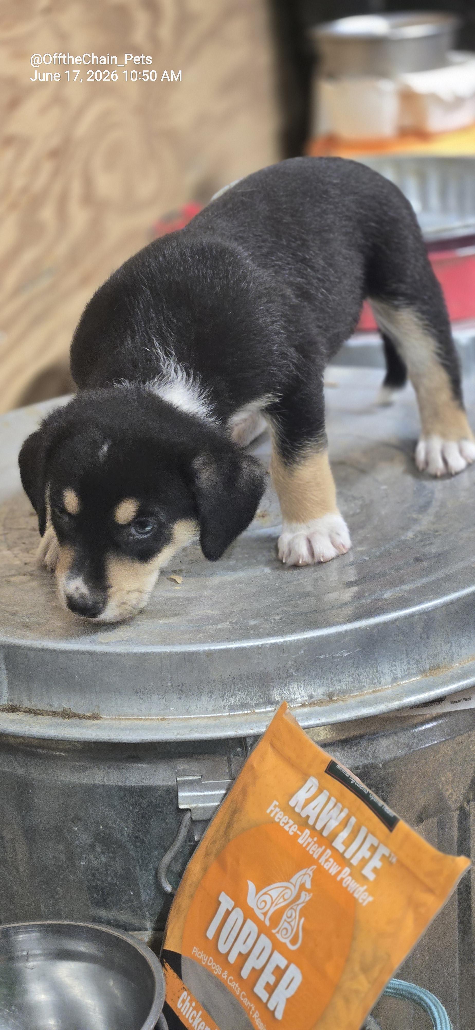 Freddy, Adoptable, Puppy Male American Staffordshire Terrier & Beagle.