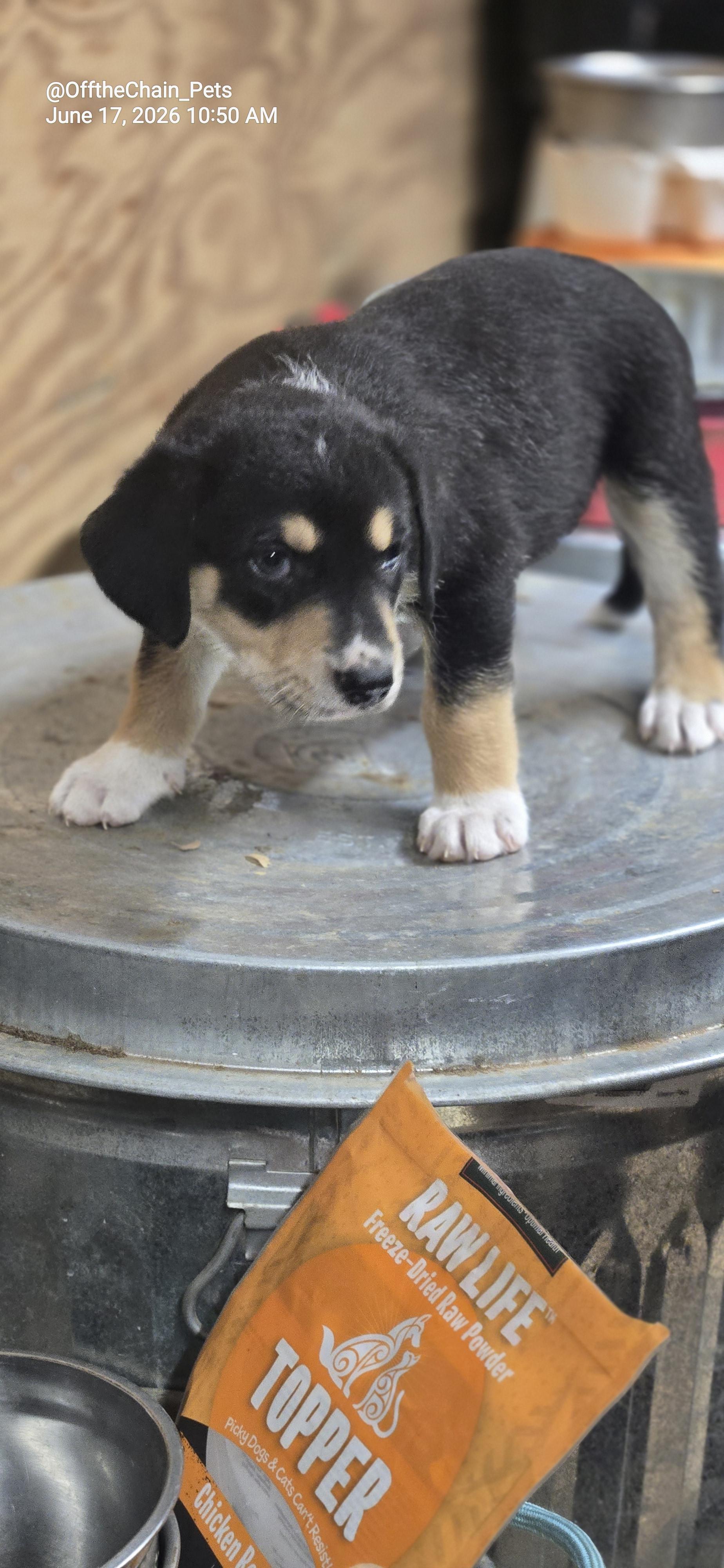 Enlarge Freddy, a Adoptable mixed breed in Toney, AL image 2/2