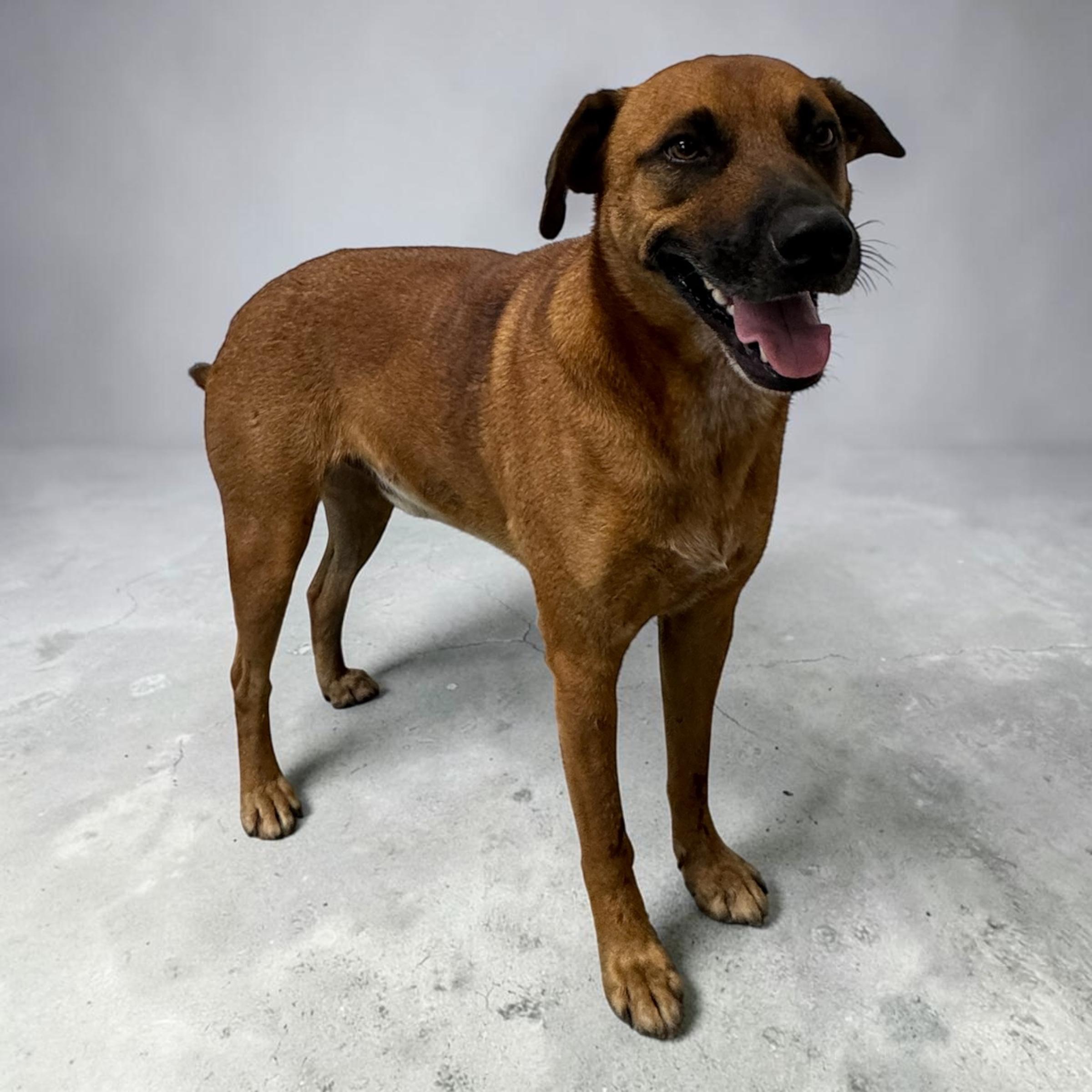 Enlarge Tito, a Adoptable mixed breed in Clive, IA image 2/5