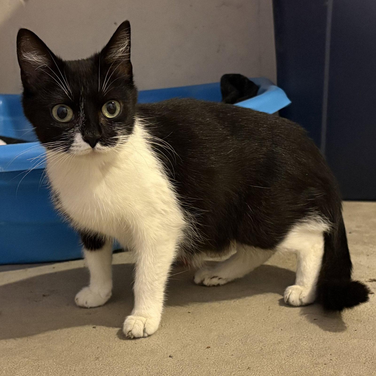 Enlarge June, a Adoptable Domestic Short Hair in Rochester, NY image 1/3