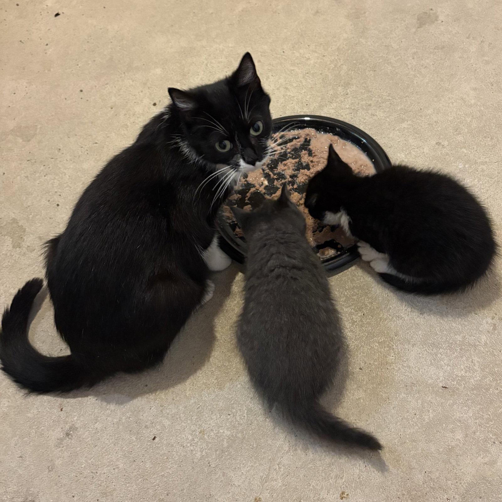 Enlarge June, a Adoptable Domestic Short Hair in Rochester, NY image 2/3