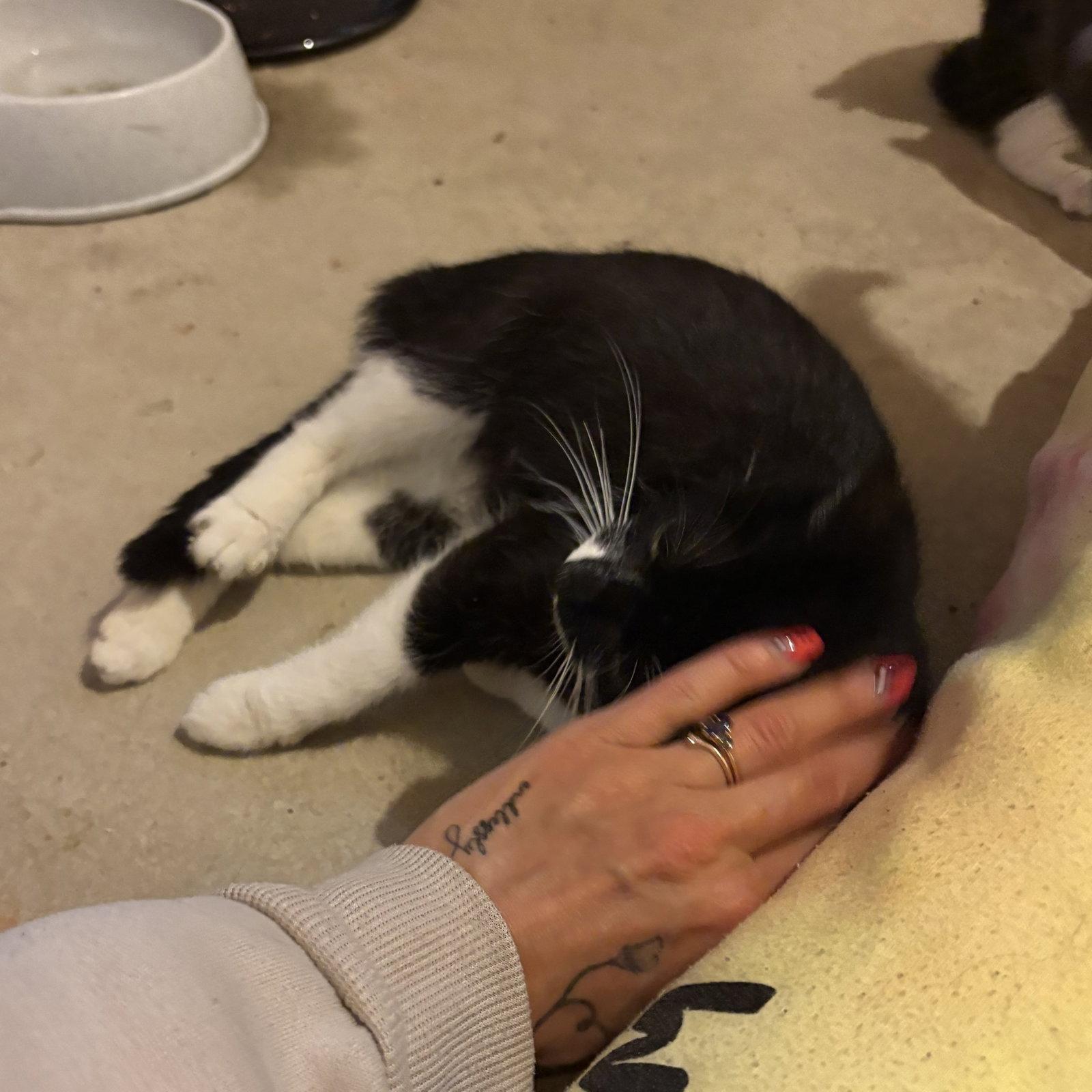 Enlarge June, a Adoptable Domestic Short Hair in Rochester, NY image 3/3