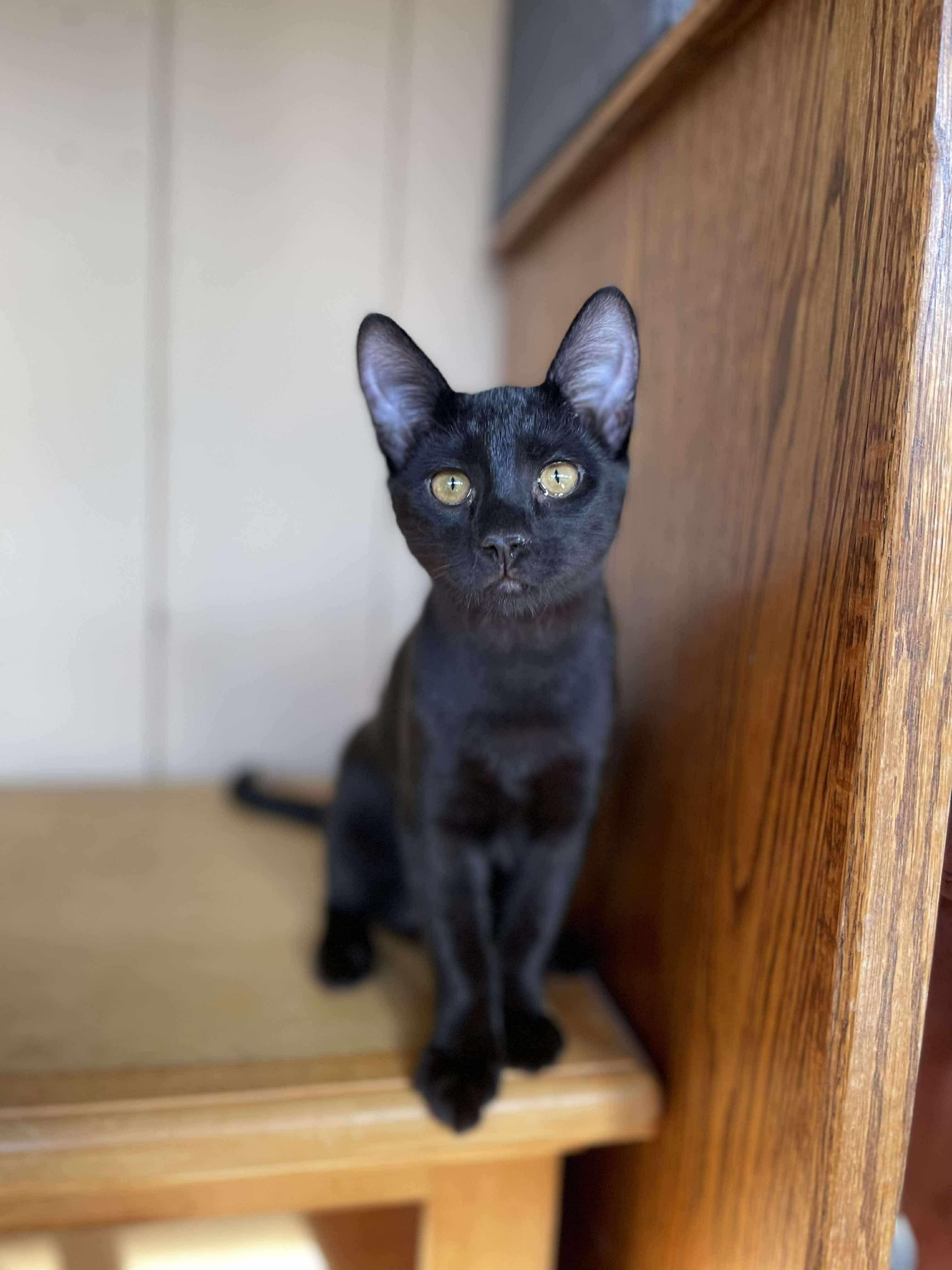 Pecan, Adoptable, Young Male Domestic Short Hair.