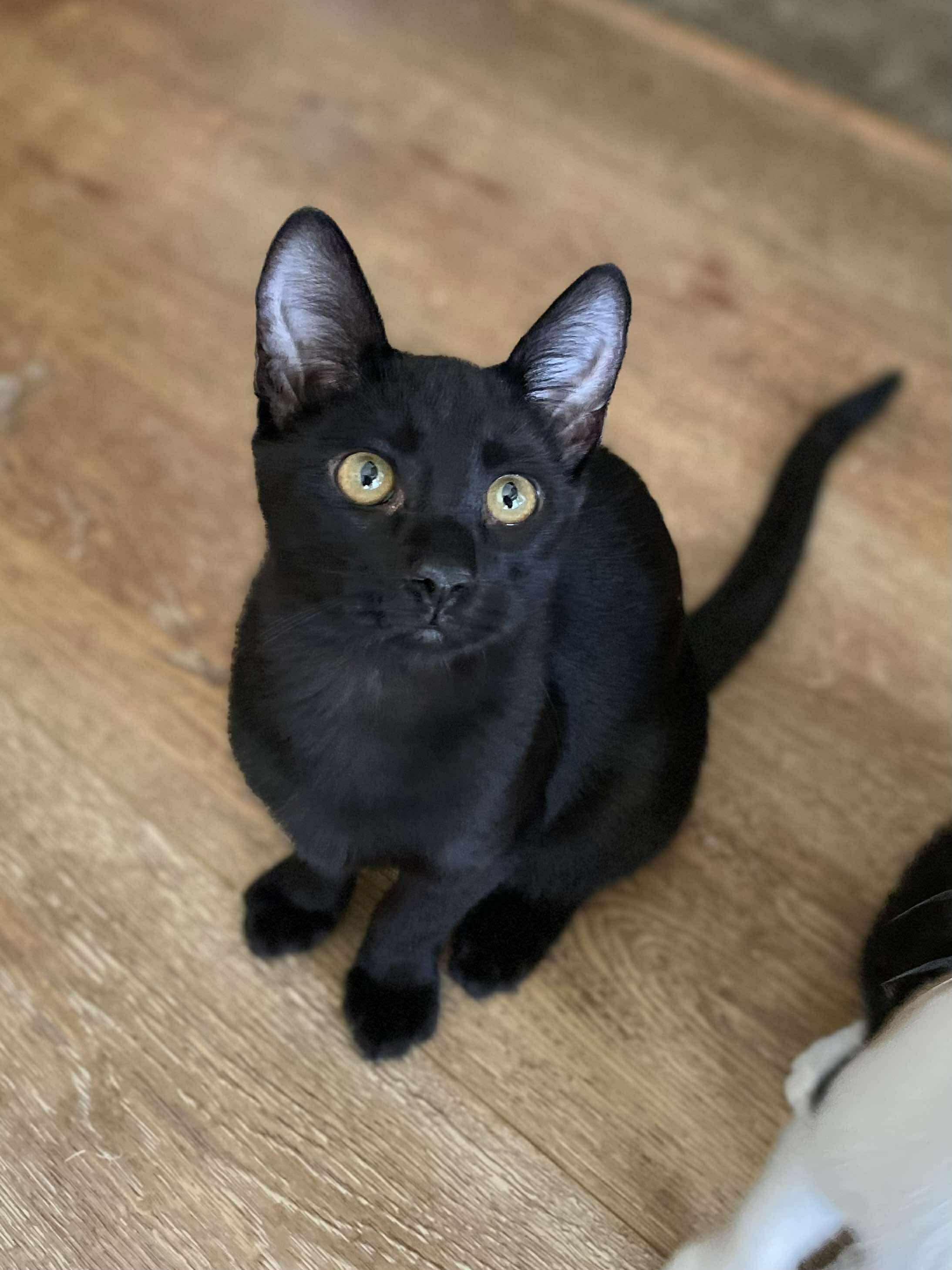 Pecan, a Adoptable Domestic Short Hair in Hollister, CA image 2/5