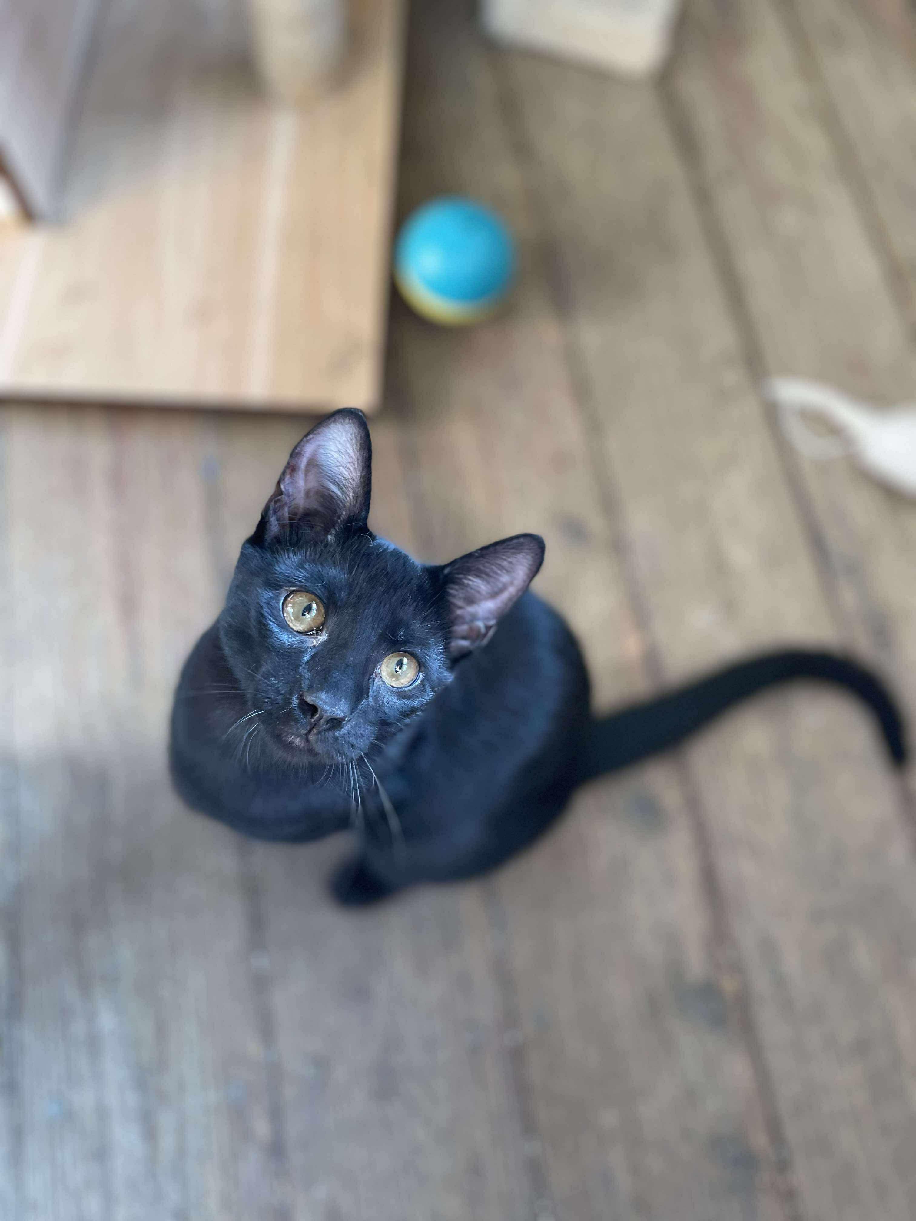 Pecan, a Adoptable Domestic Short Hair in Hollister, CA image 3/5