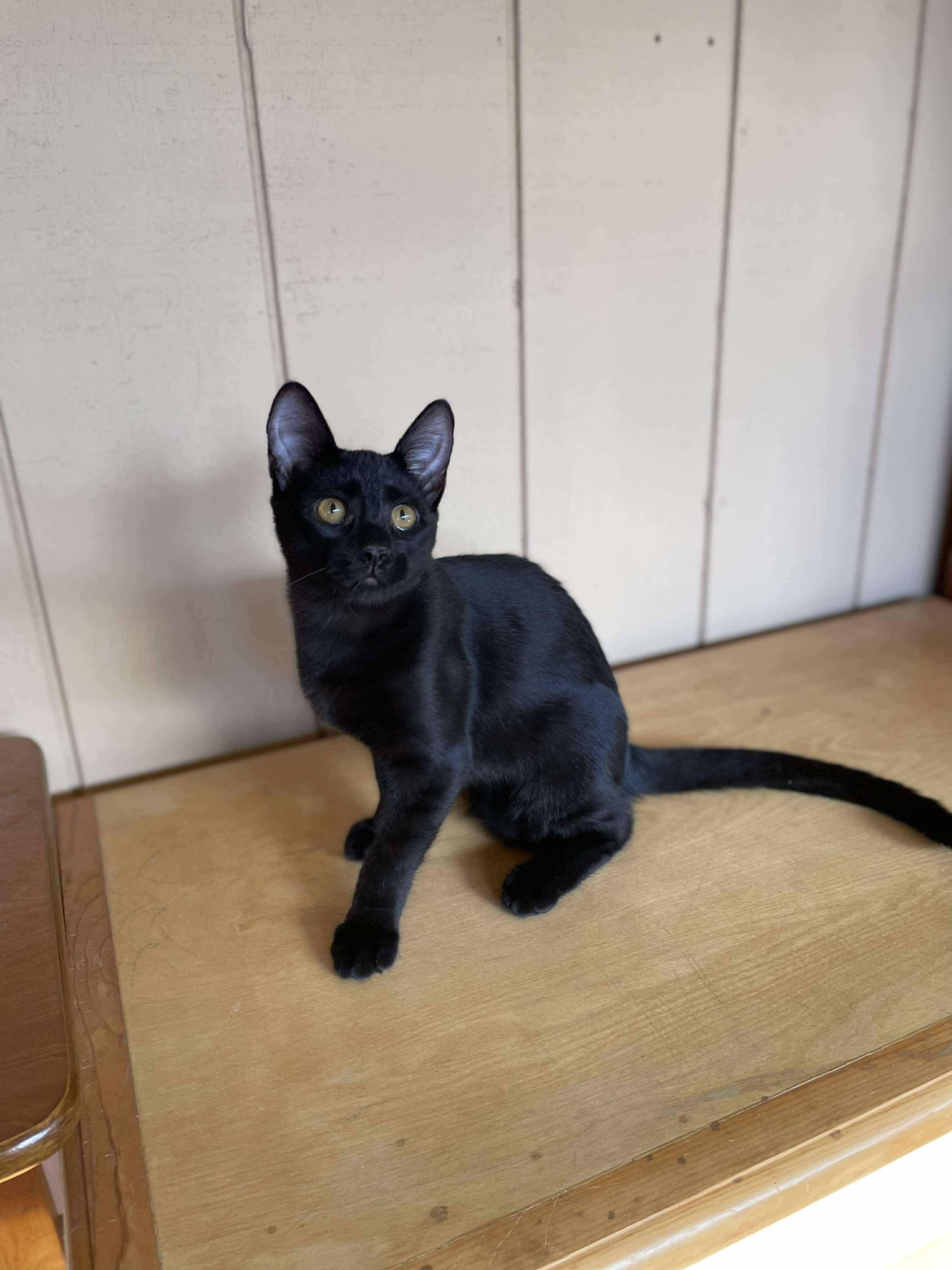 Pecan, a Adoptable Domestic Short Hair in Hollister, CA image 4/5