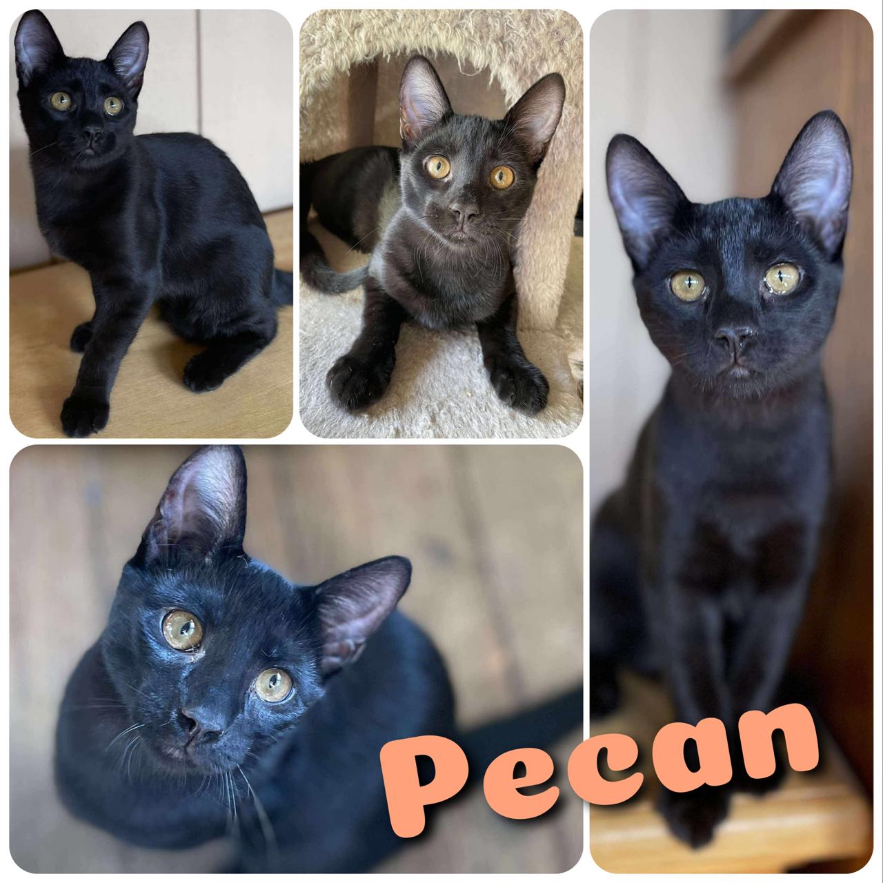 Pecan, a Adoptable Domestic Short Hair in Hollister, CA image 5/5