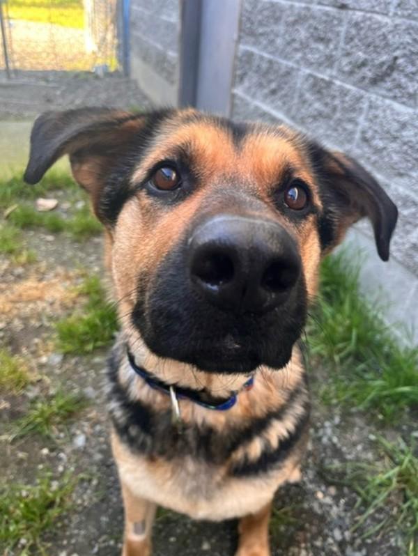 Enlarge Ellie, a Adoptable mixed breed in Comox, BC image 1/2