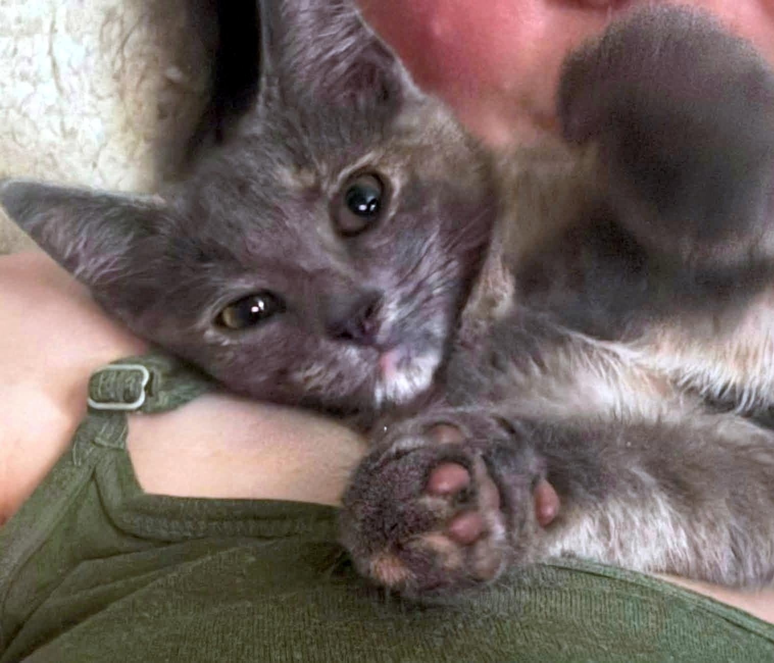 Enlarge Ludmilla, an adopted Domestic Short Hair in Pittsburgh, PA image 3/4
