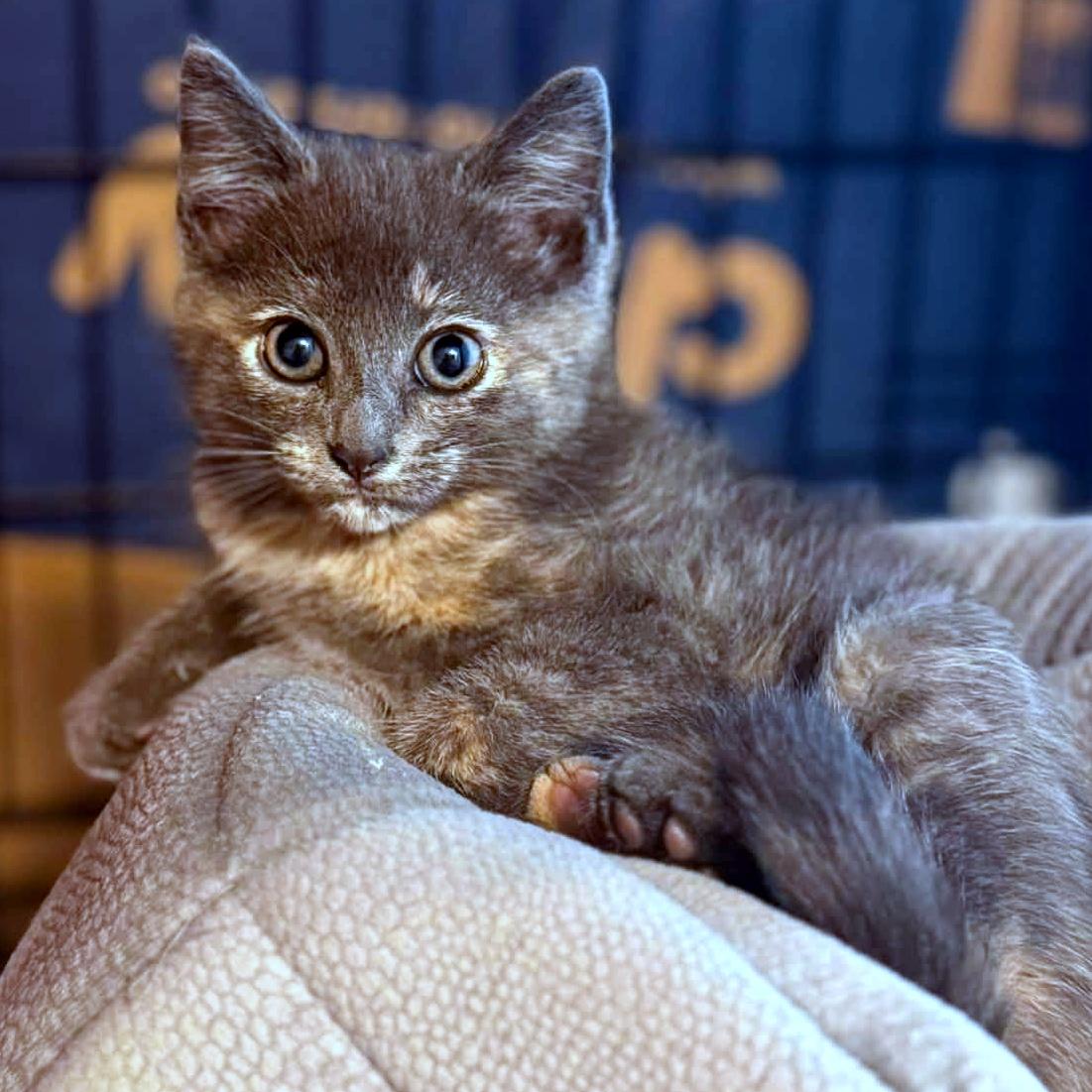 Enlarge Ludmilla, an adopted Domestic Short Hair in Pittsburgh, PA image 4/4