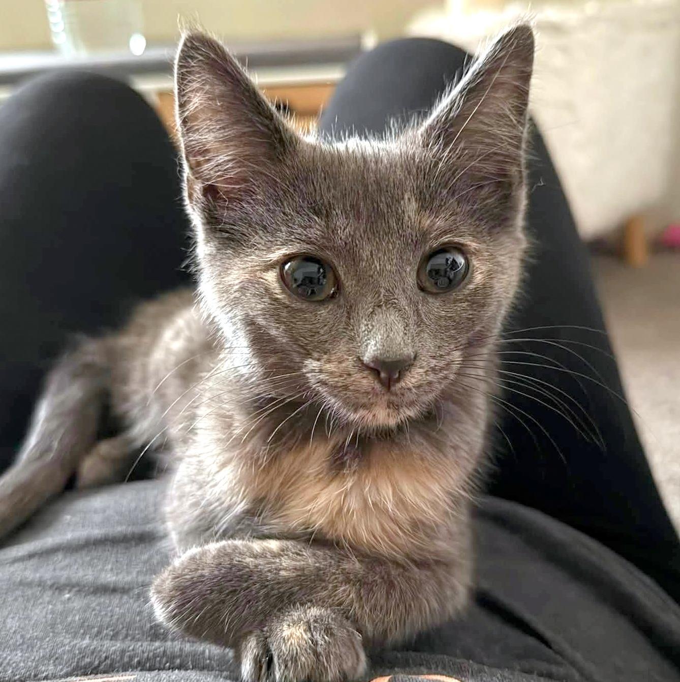 Enlarge Ludmilla, an adopted Domestic Short Hair in Pittsburgh, PA image 1/4