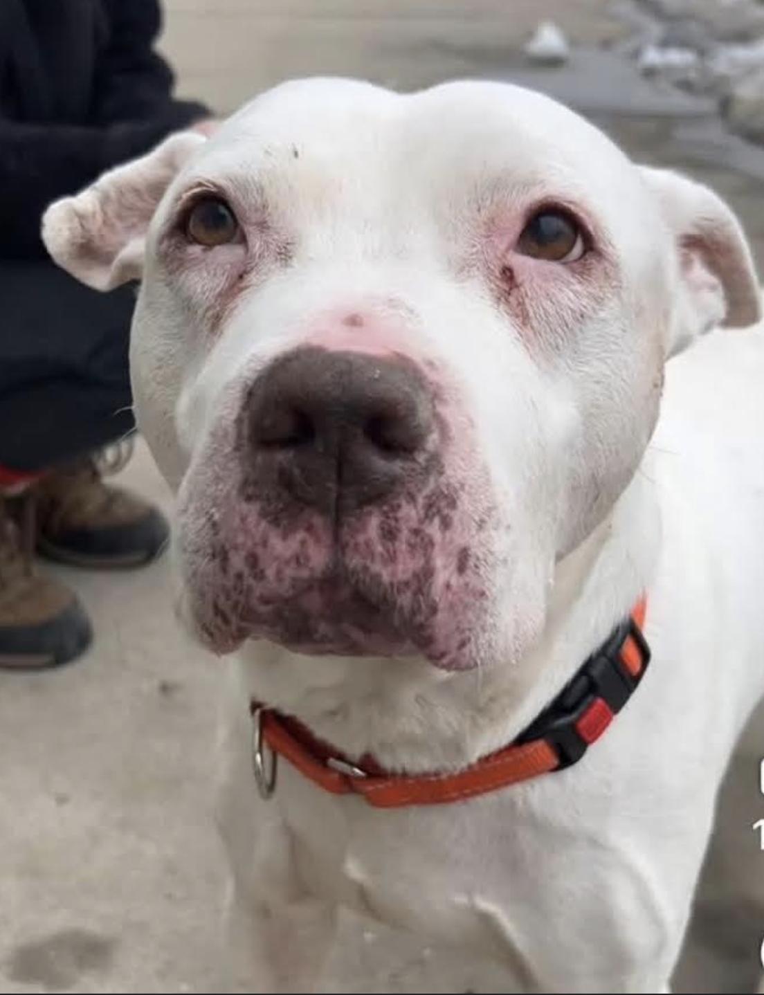 Diesel, a Adoptable Pit Bull Terrier in Tinton Falls, NJ image 4/4