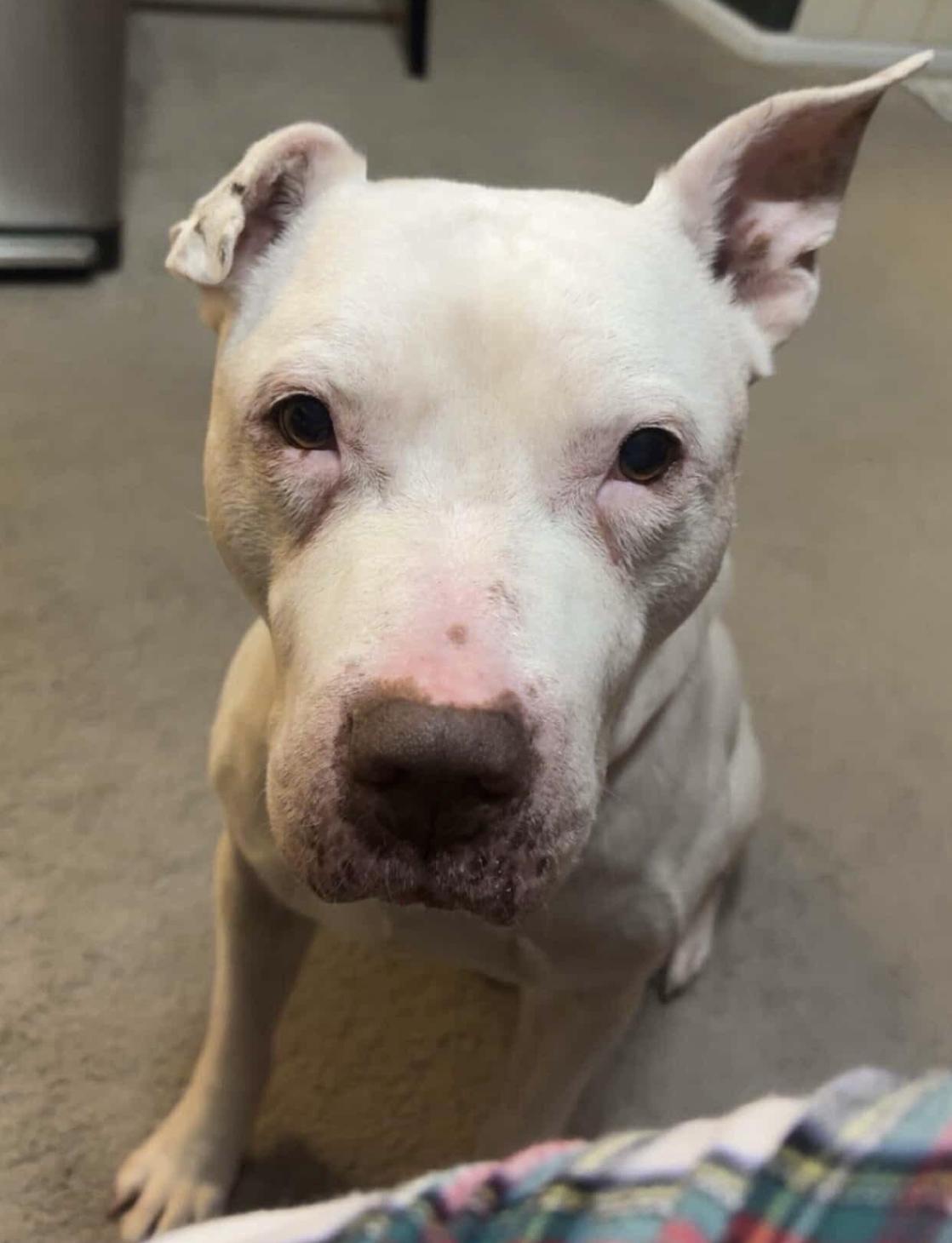 Diesel, a Adoptable Pit Bull Terrier in Tinton Falls, NJ image 2/4