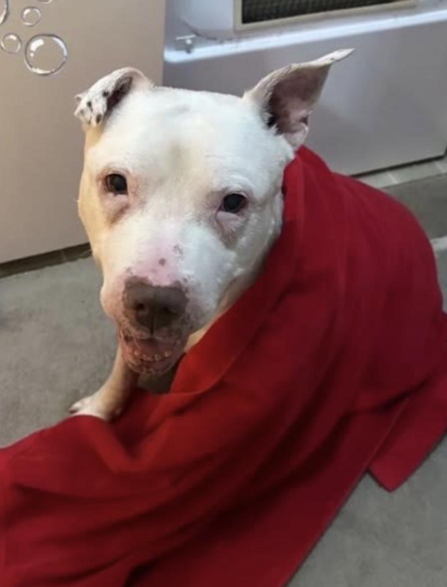 Diesel, Adoptable, Senior Male Pit Bull Terrier.