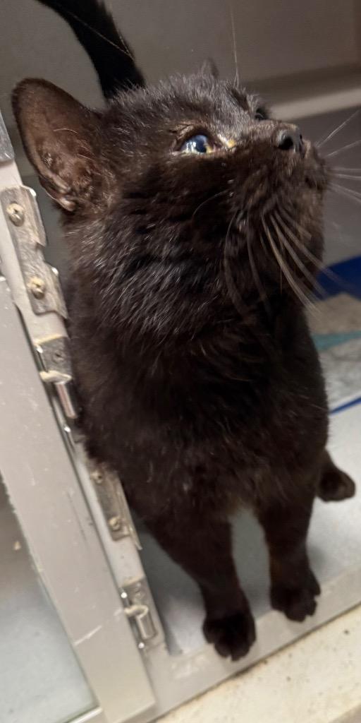 Shadow, Adoptable, Adult Male Domestic Medium Hair.