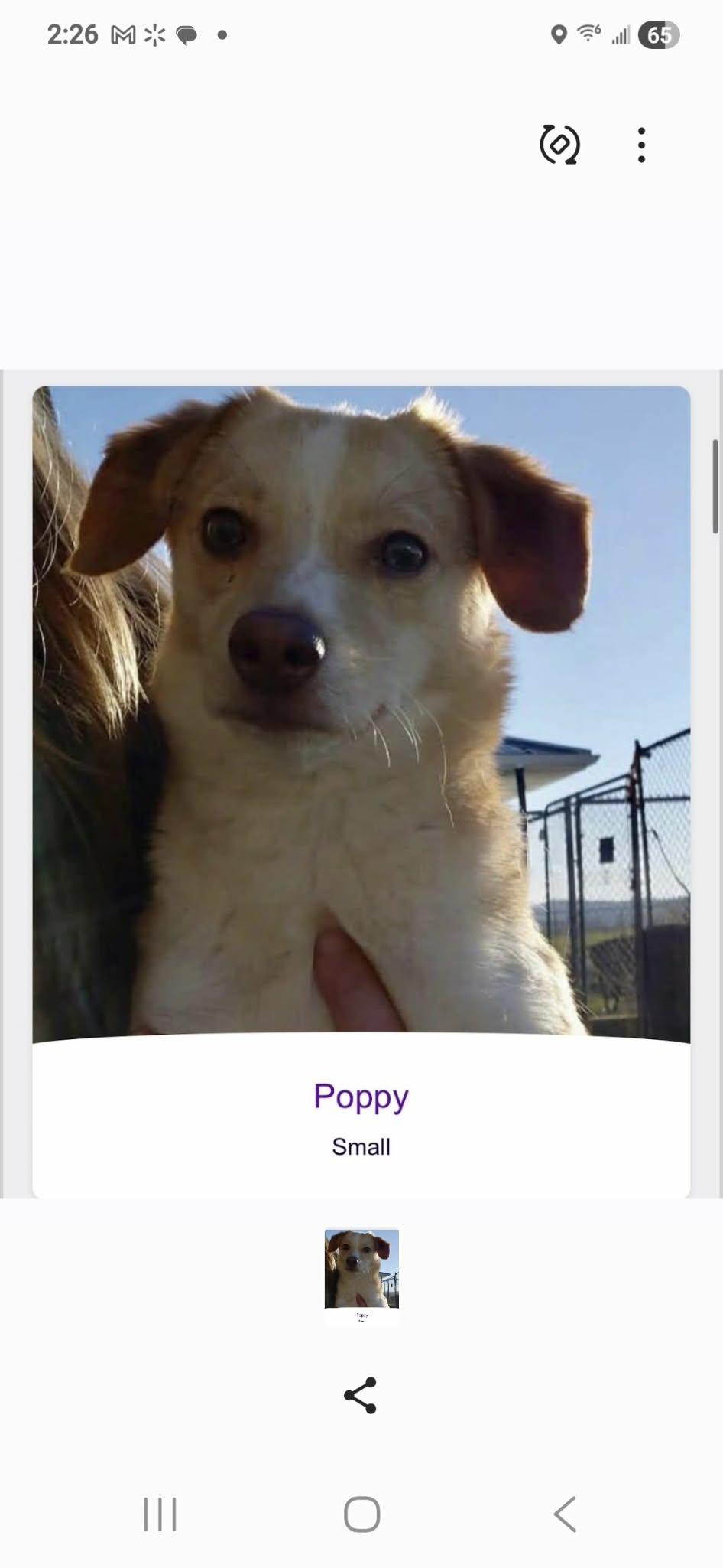 Enlarge poppy, a other mixed breed in Portland, OR image 1/1