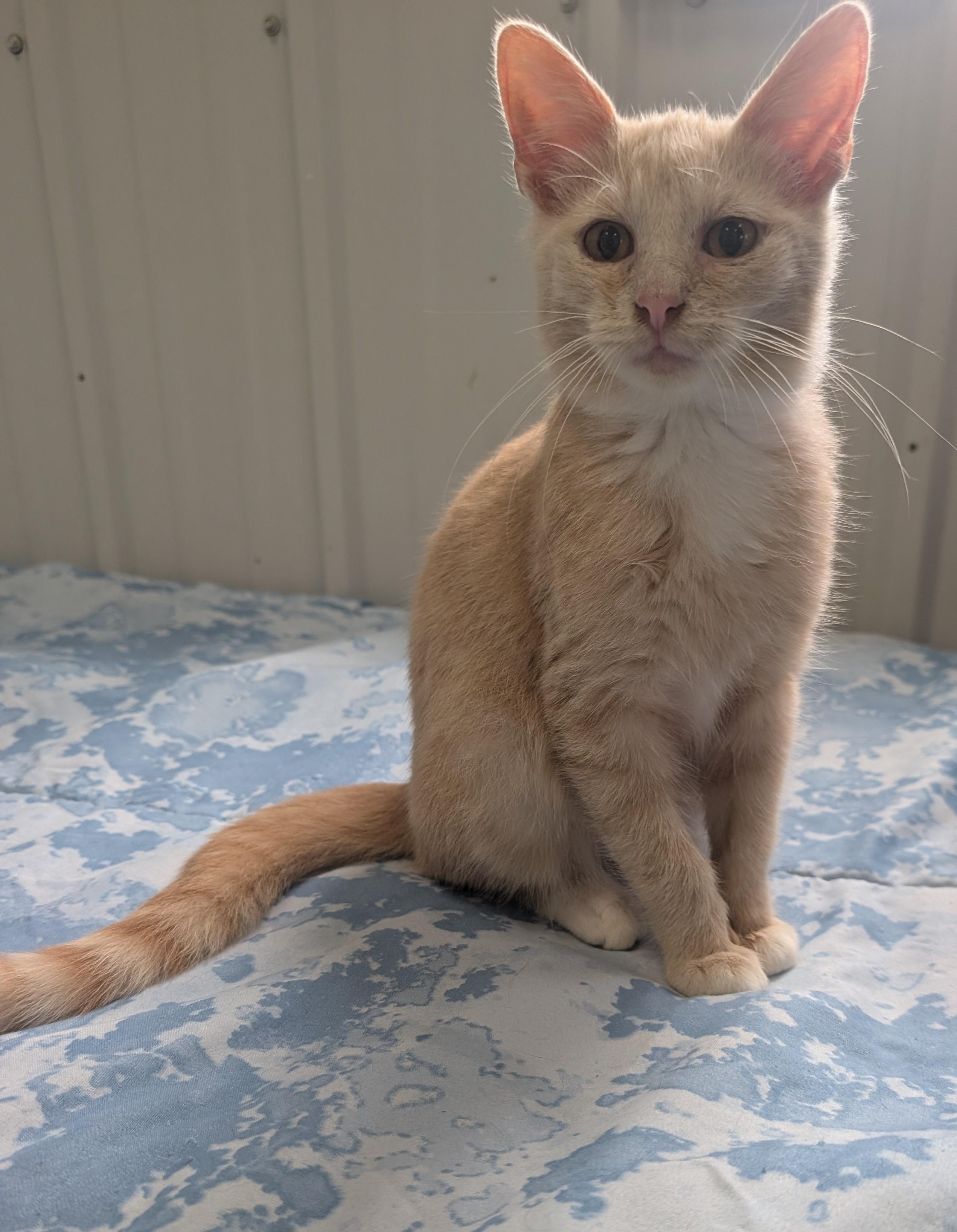 Ambrose, Adoptable, Young Male Domestic Short Hair.