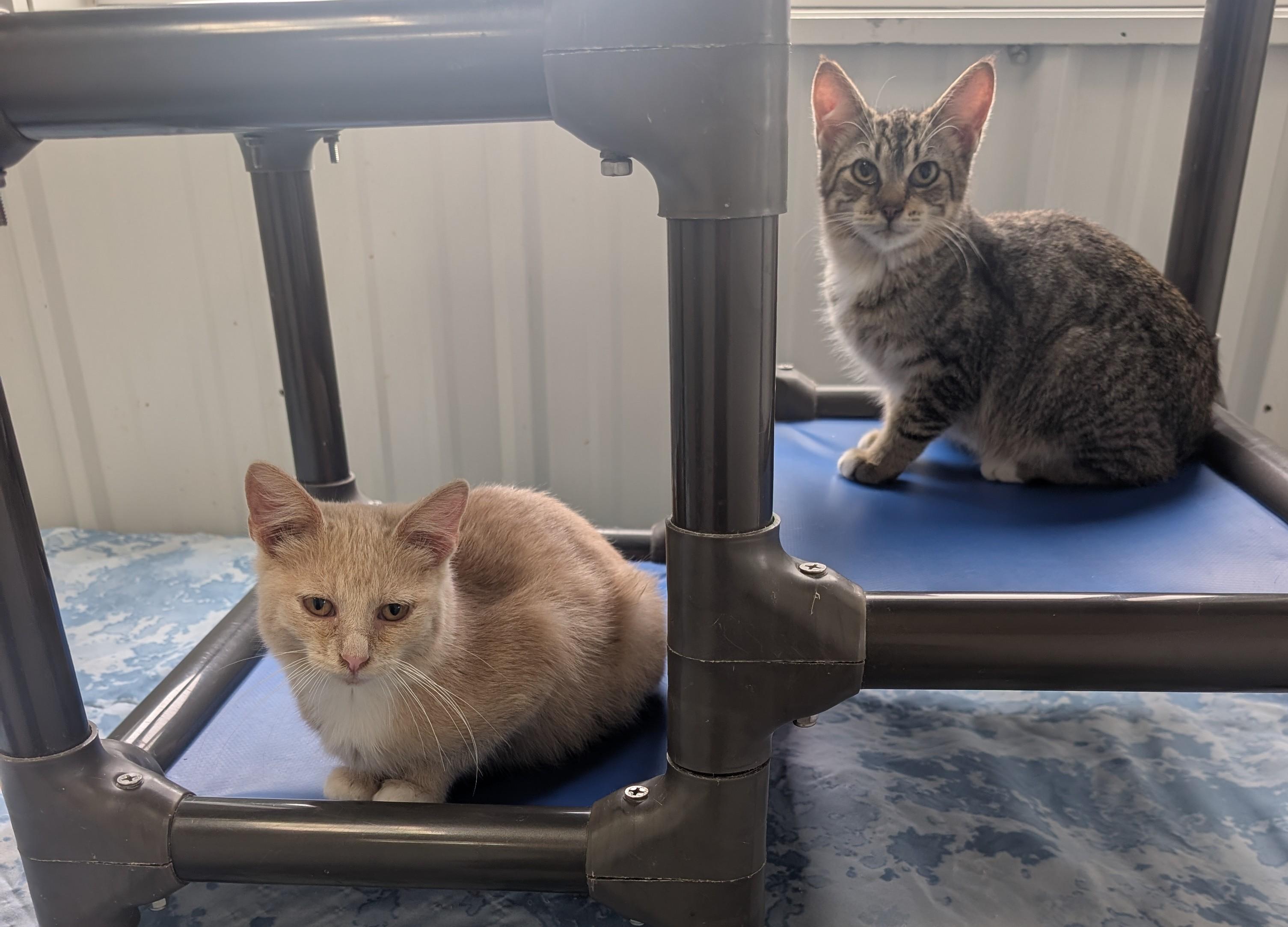 Enlarge Ambrose, a Adoptable Domestic Short Hair in New Ulm, MN image 2/2