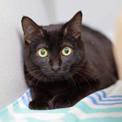 Enlarge Salvatore, a Adoptable mixed breed in Atlanta, GA image 1/1