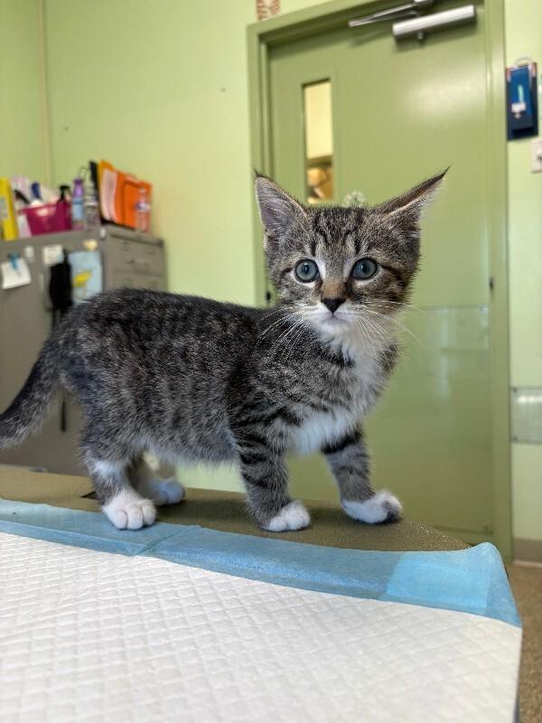 Enlarge Marky, a Adoptable Domestic Short Hair in Warren, PA image 1/2