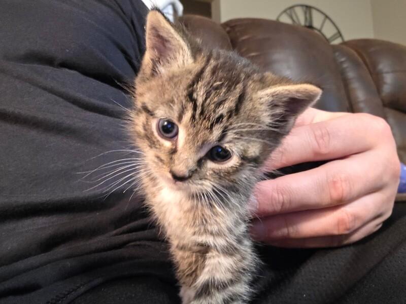 Enlarge Marky, a Adoptable Domestic Short Hair in Warren, PA image 2/2