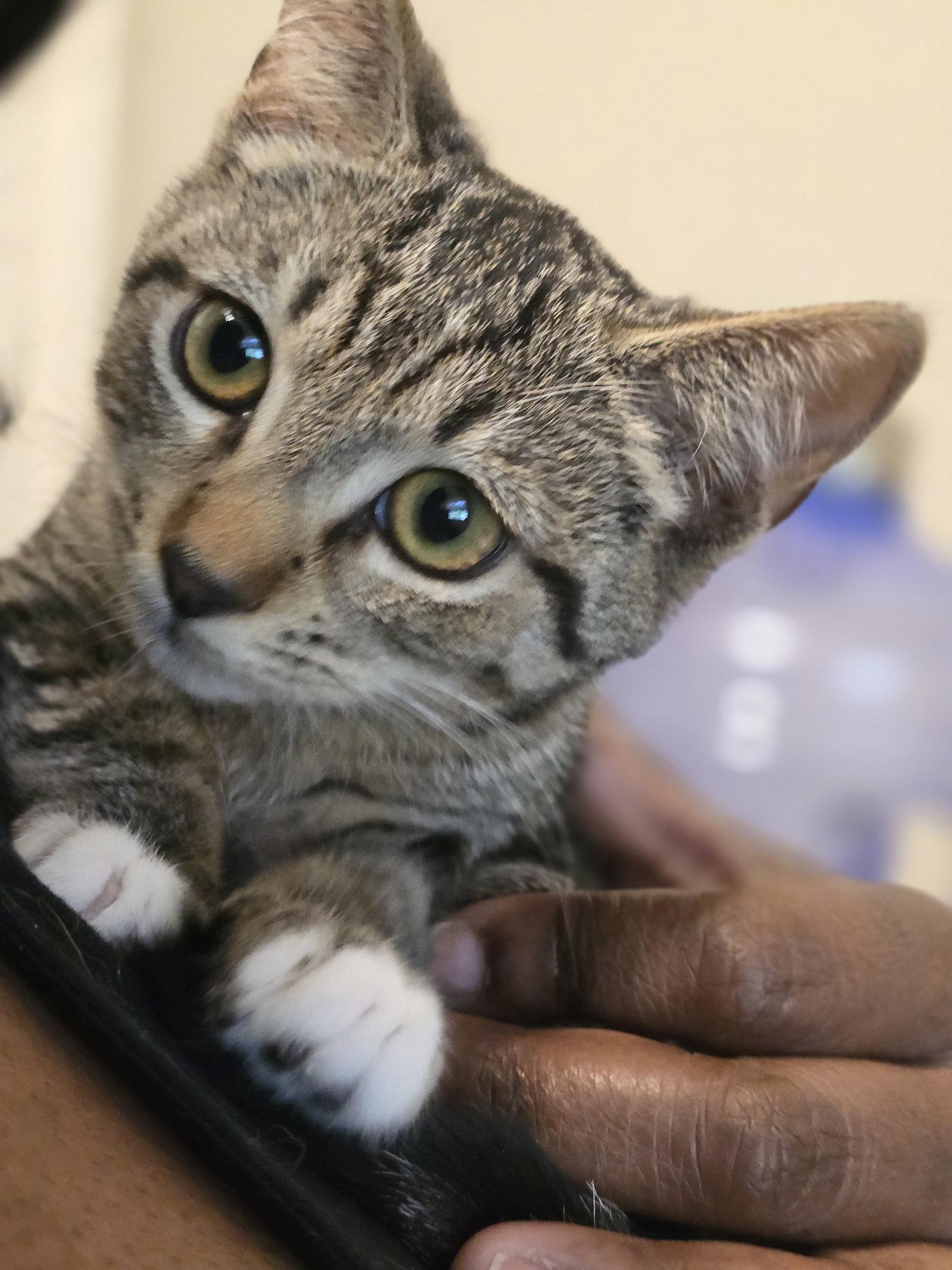 Pepper (6176), Adoptable, Young Female Domestic Short Hair.