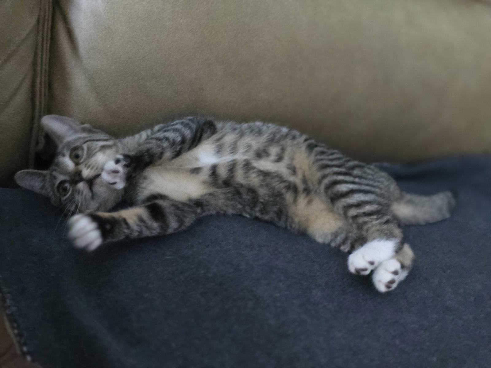 Enlarge Pepper (6176), a Adoptable Domestic Short Hair in Wesley Chapel, FL image 2/2