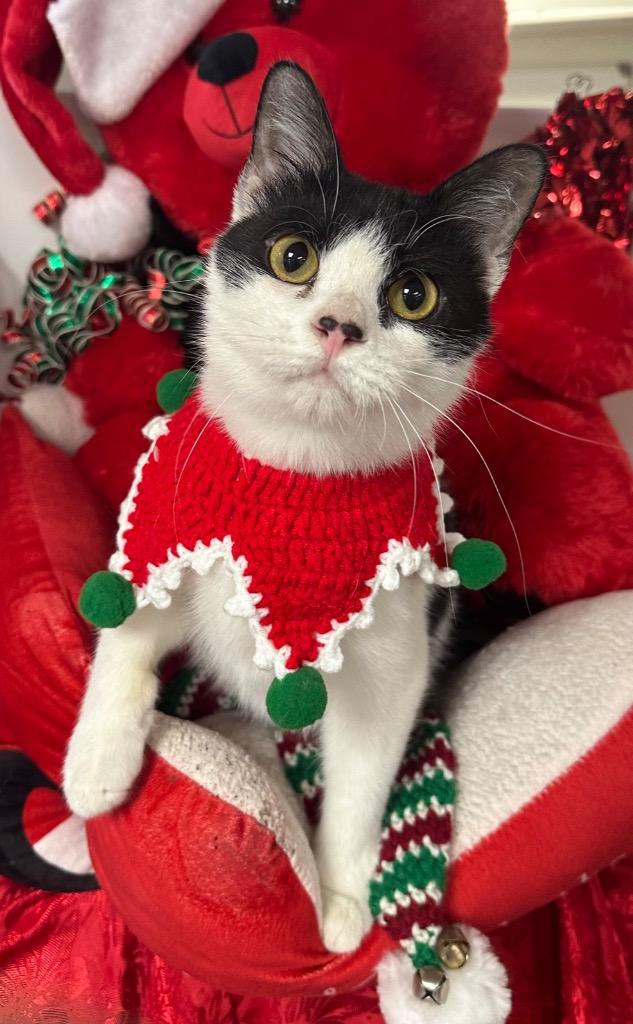 10/26/24 - Atlas, Adoptable, Young Male Domestic Short Hair.