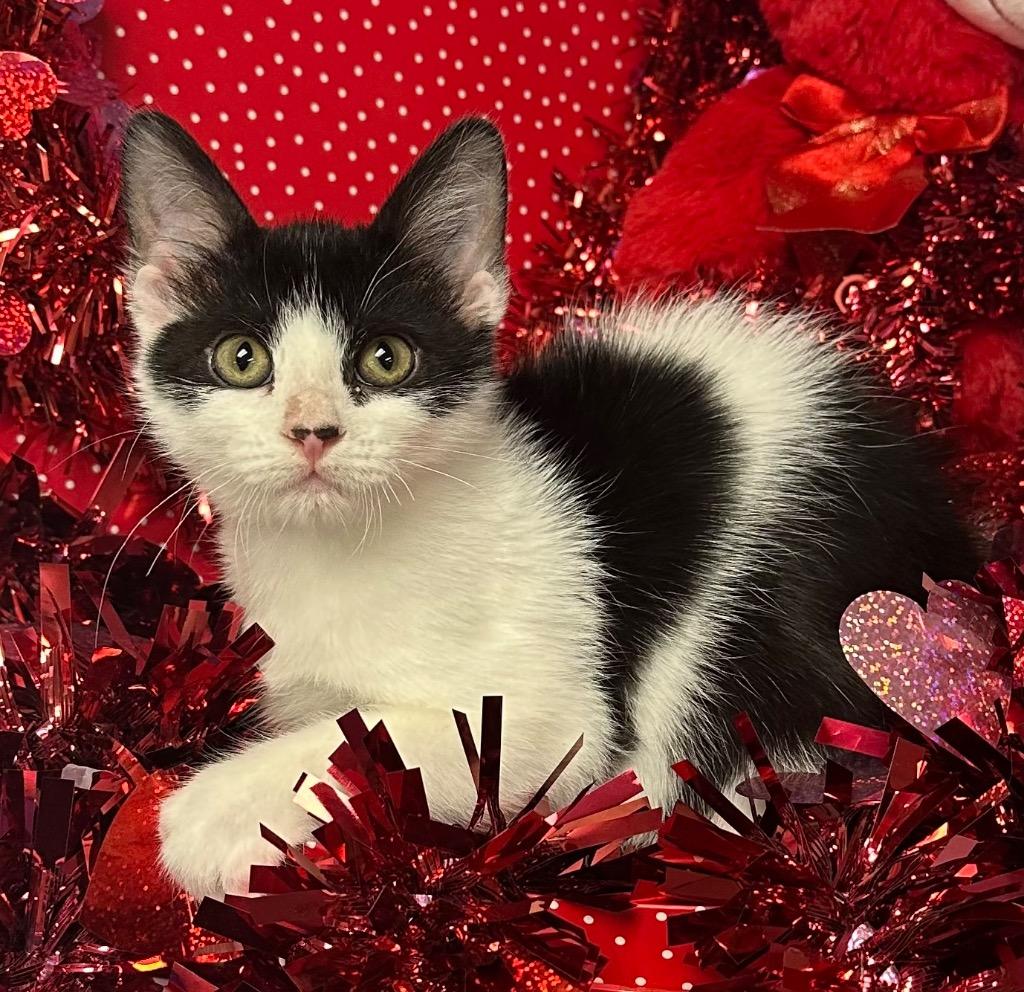 10/26/24 - Atlas, a Adoptable mixed breed in Stillwater, OK image 2/2