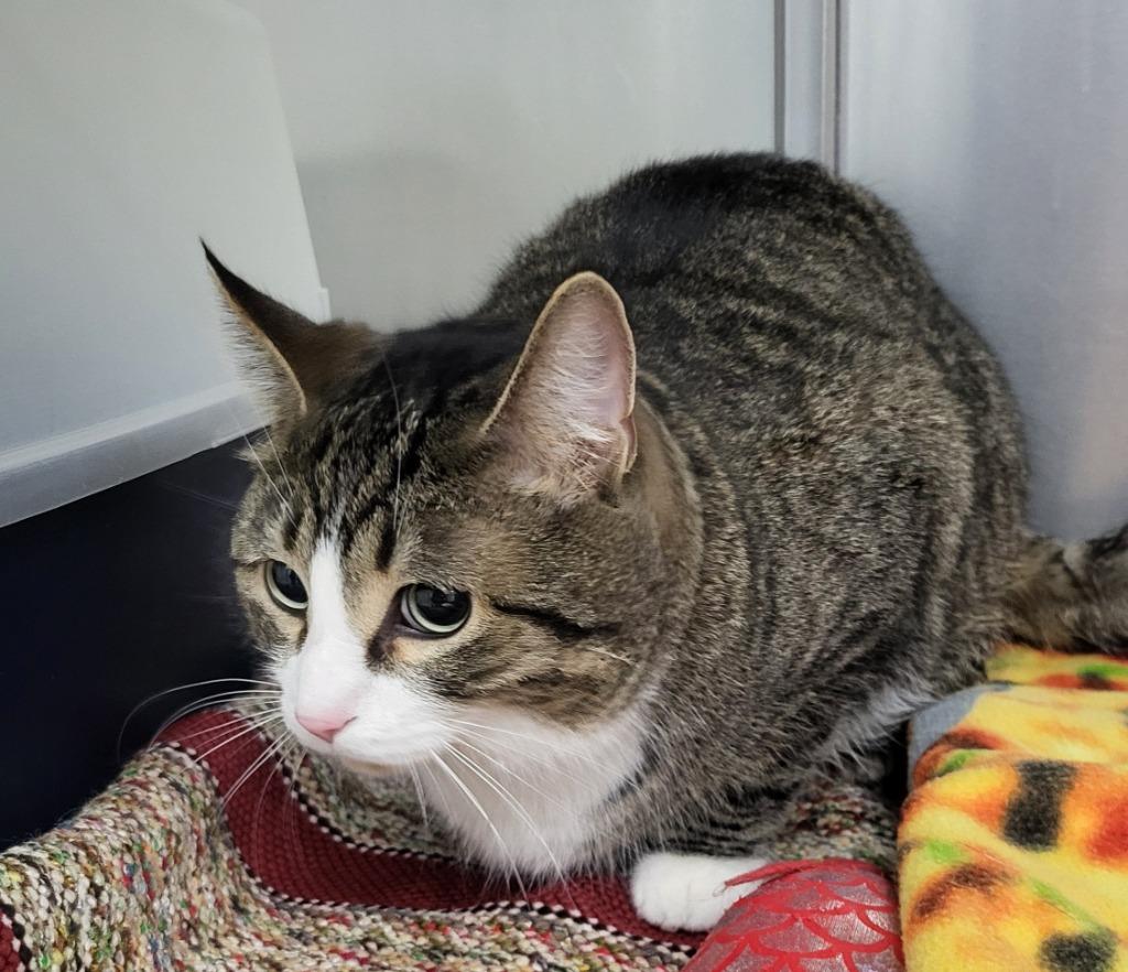 Ramon, Adoptable, Adult Male Domestic Short Hair.