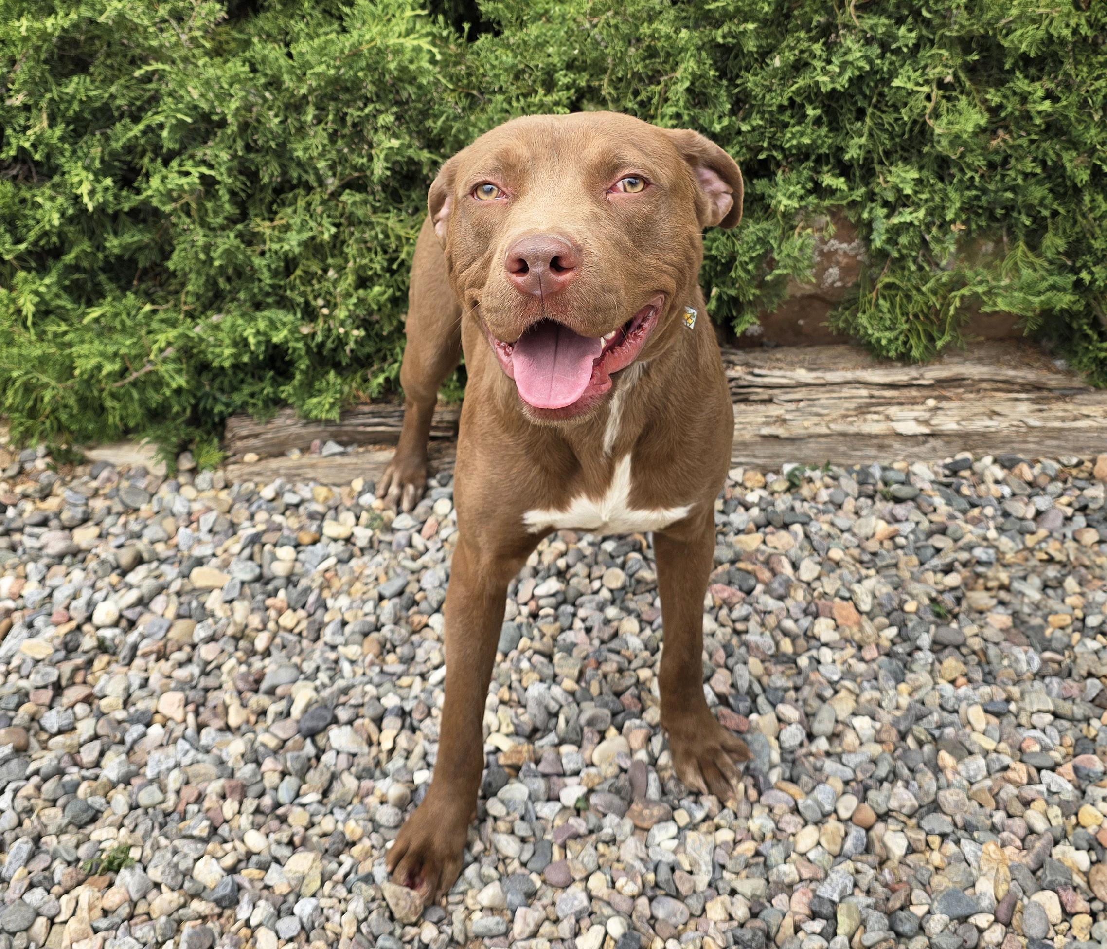 Merry Mr Marco - FUN Easy Pup, a Adoptable American Staffordshire Terrier in Albuquerque, NM image 2/2