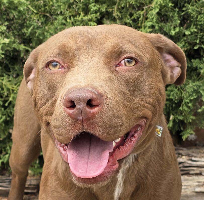 Merry Mr Marco - FUN Easy Pup, Adoptable, Young Male American Staffordshire Terrier.
